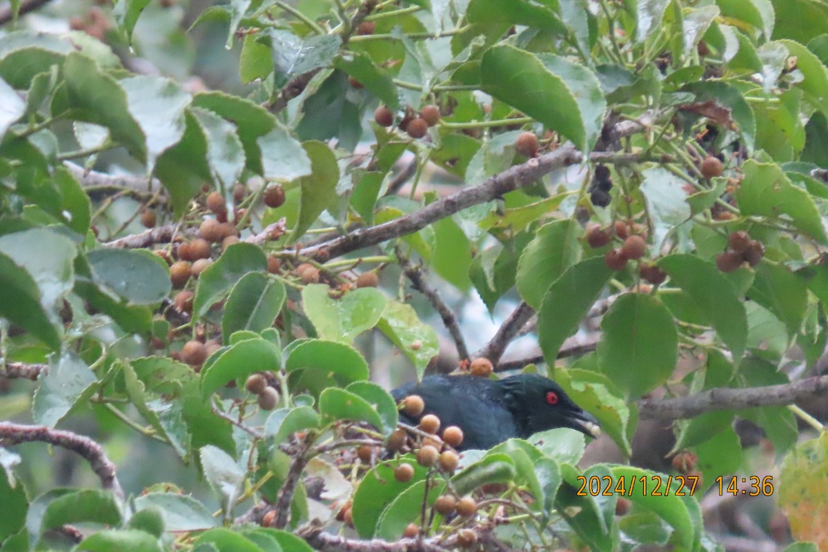 Asian Glossy Starling - ML628080372