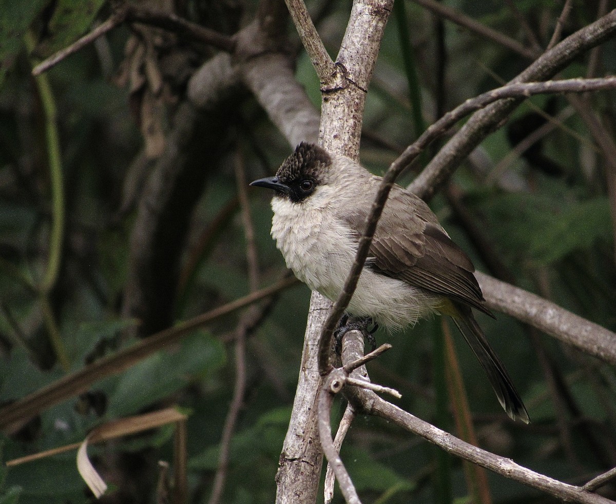 Bulbul Ventridorado - ML628080402