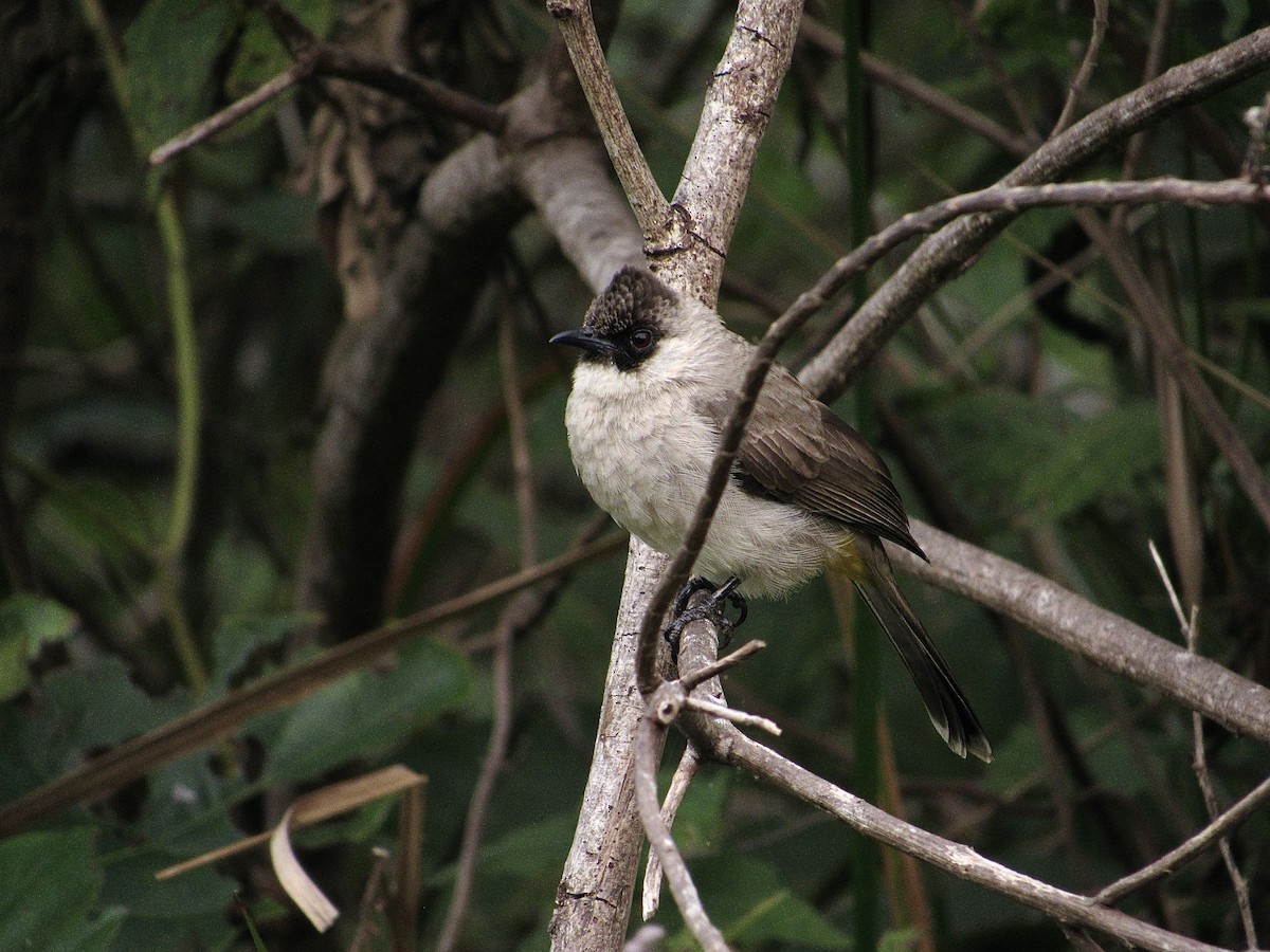 Bulbul Ventridorado - ML628080405