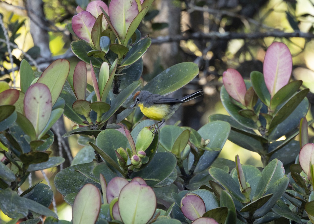 Tepui Redstart - ML628080413