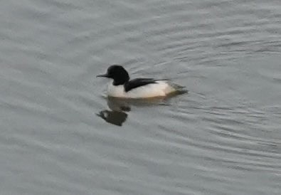 Common Merganser (Eurasian) - ML628080464