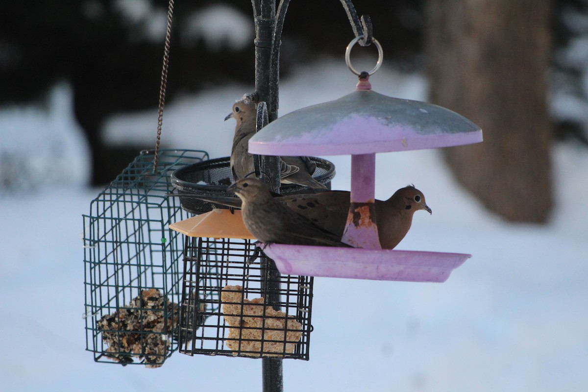 Brown-headed Cowbird - ML628080590