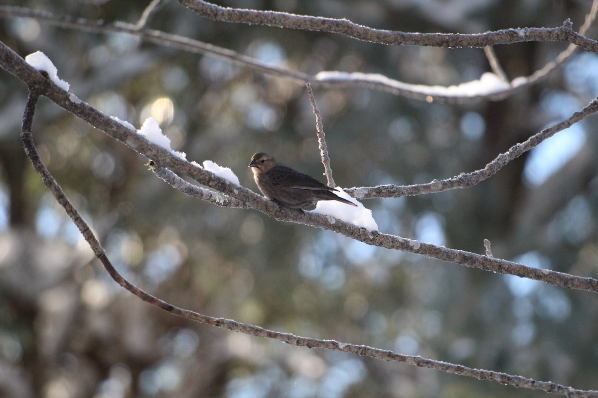 Brown-headed Cowbird - ML628080591