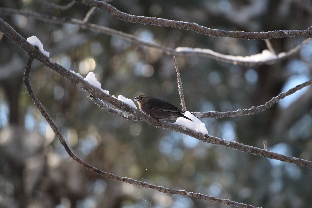 Brown-headed Cowbird - ML628080592