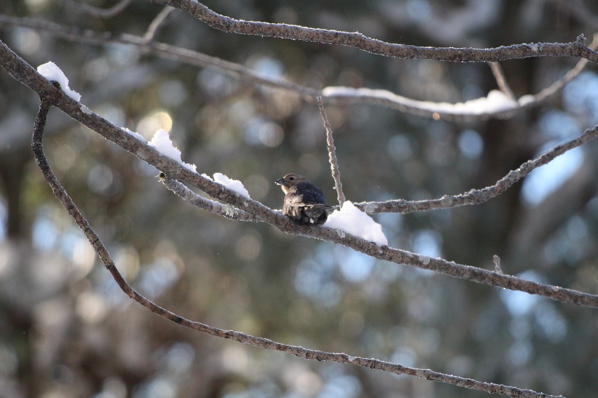 Brown-headed Cowbird - ML628080593