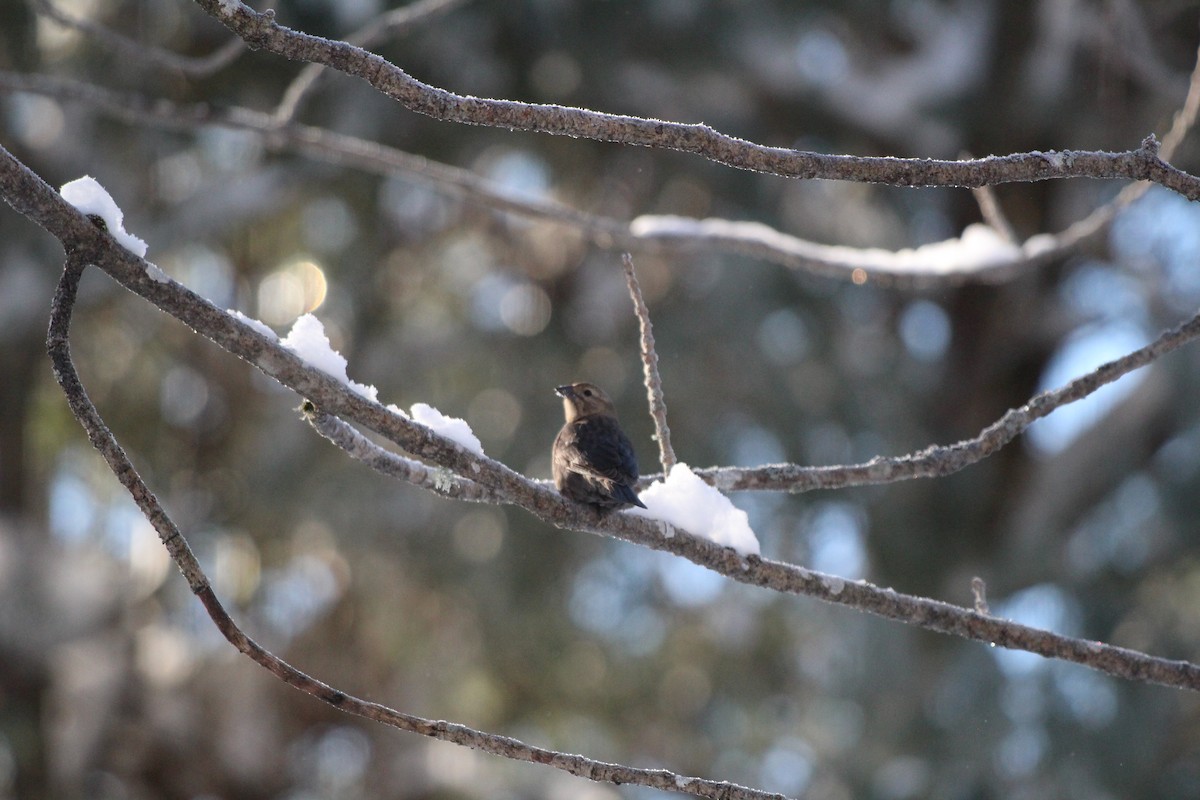 Brown-headed Cowbird - ML628080594