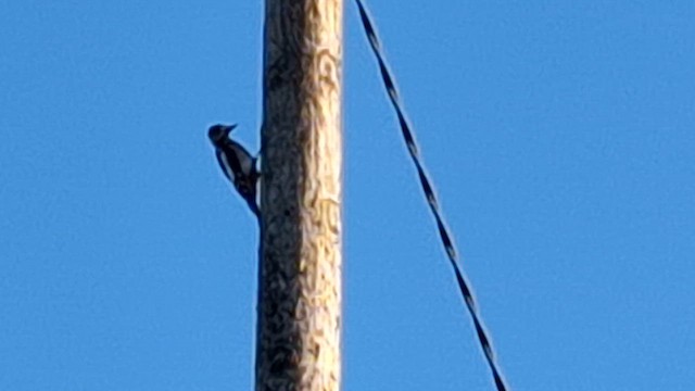 Great Spotted Woodpecker - ML628080607