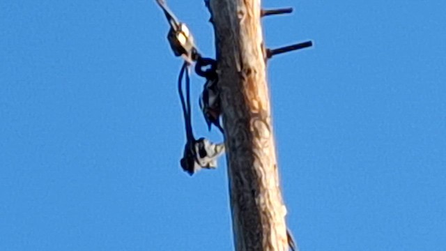 Great Spotted Woodpecker - ML628080609