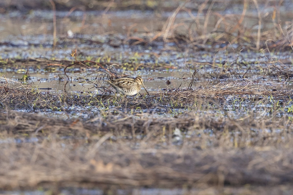 Wilson's Snipe - ML628080665