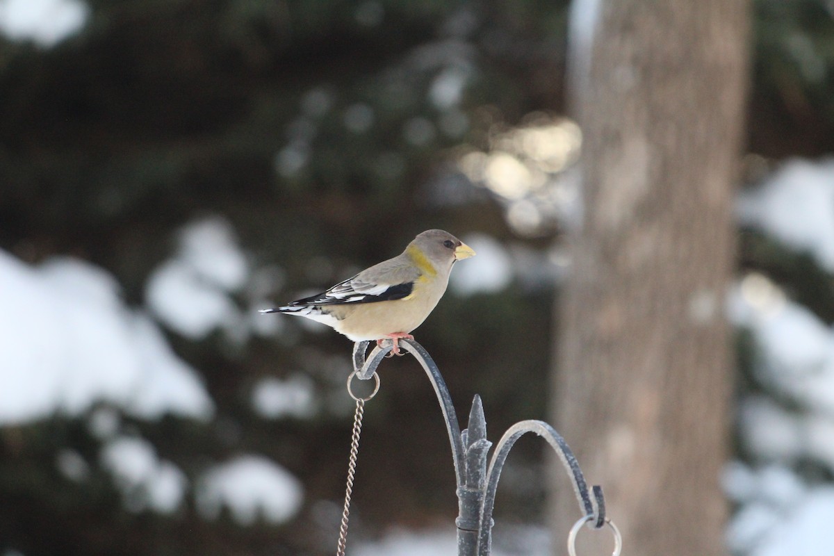 Evening Grosbeak - ML628080667