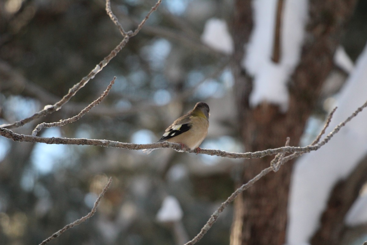 Evening Grosbeak - ML628080668