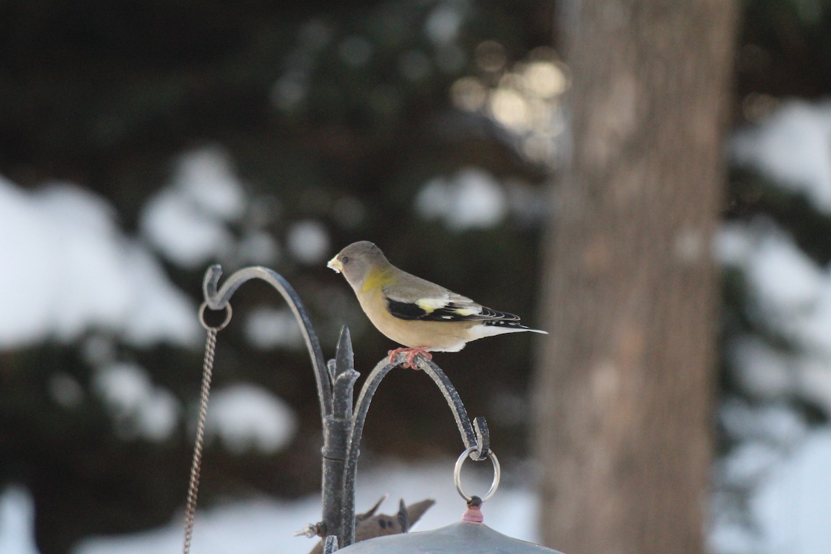 Evening Grosbeak - ML628080669