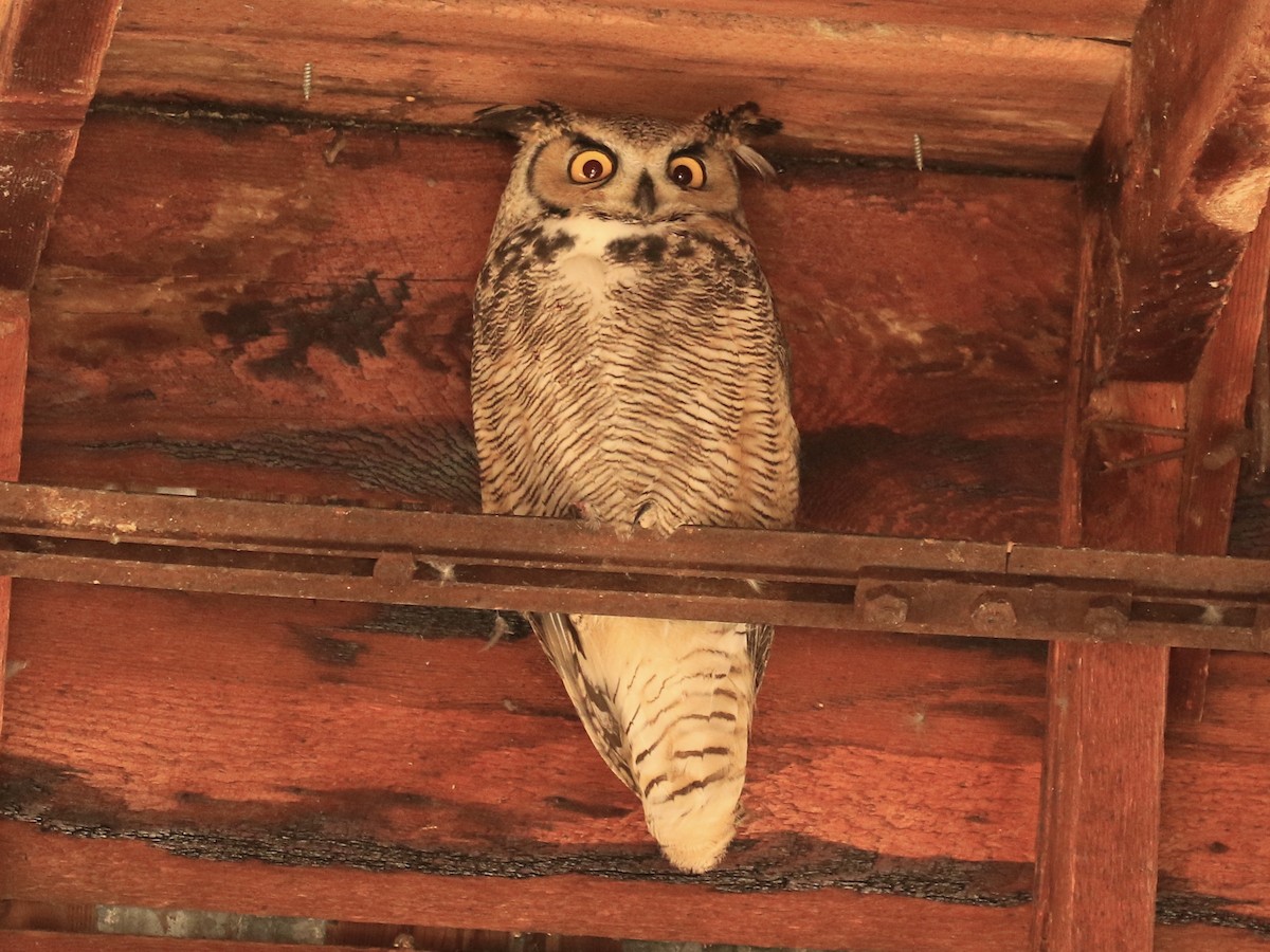 Great Horned Owl - ML628080678