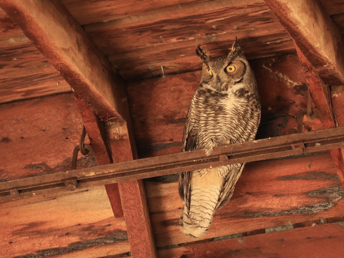 Great Horned Owl - ML628080679