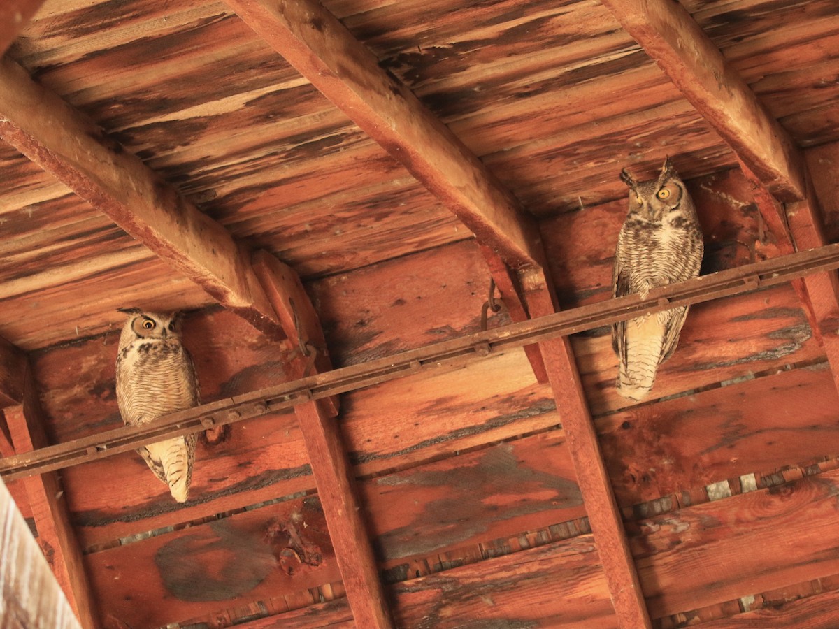 Great Horned Owl - ML628080680