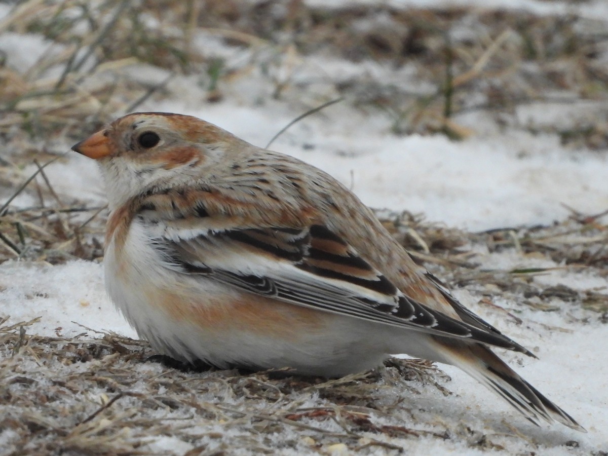 Snow Bunting - ML628080688