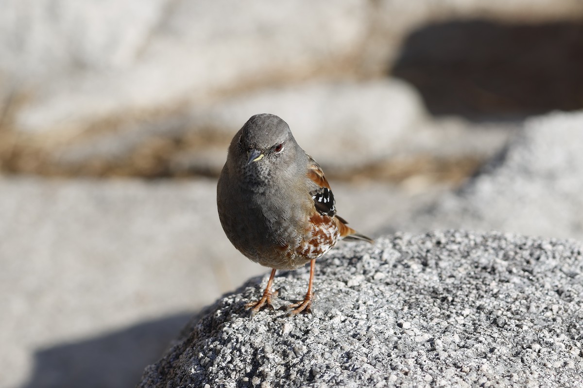 pěvuška podhorní - ML628080693