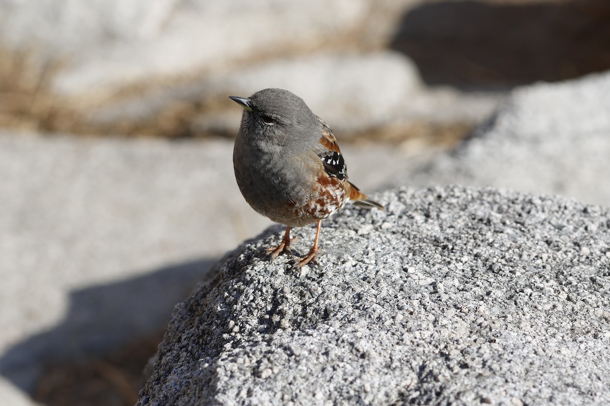 pěvuška podhorní - ML628080694