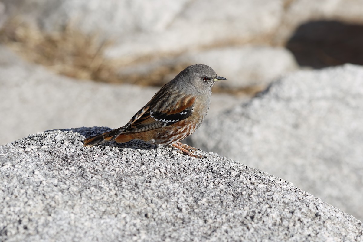 pěvuška podhorní - ML628080695