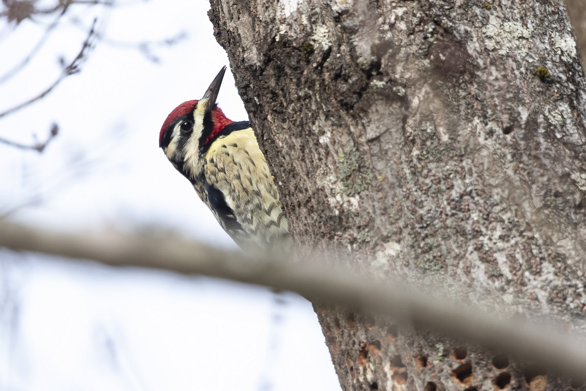Yellow-bellied Sapsucker - ML628080704