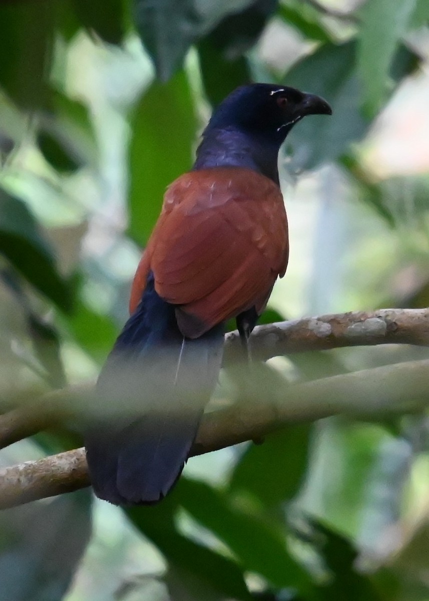 Greater Coucal - ML628080769