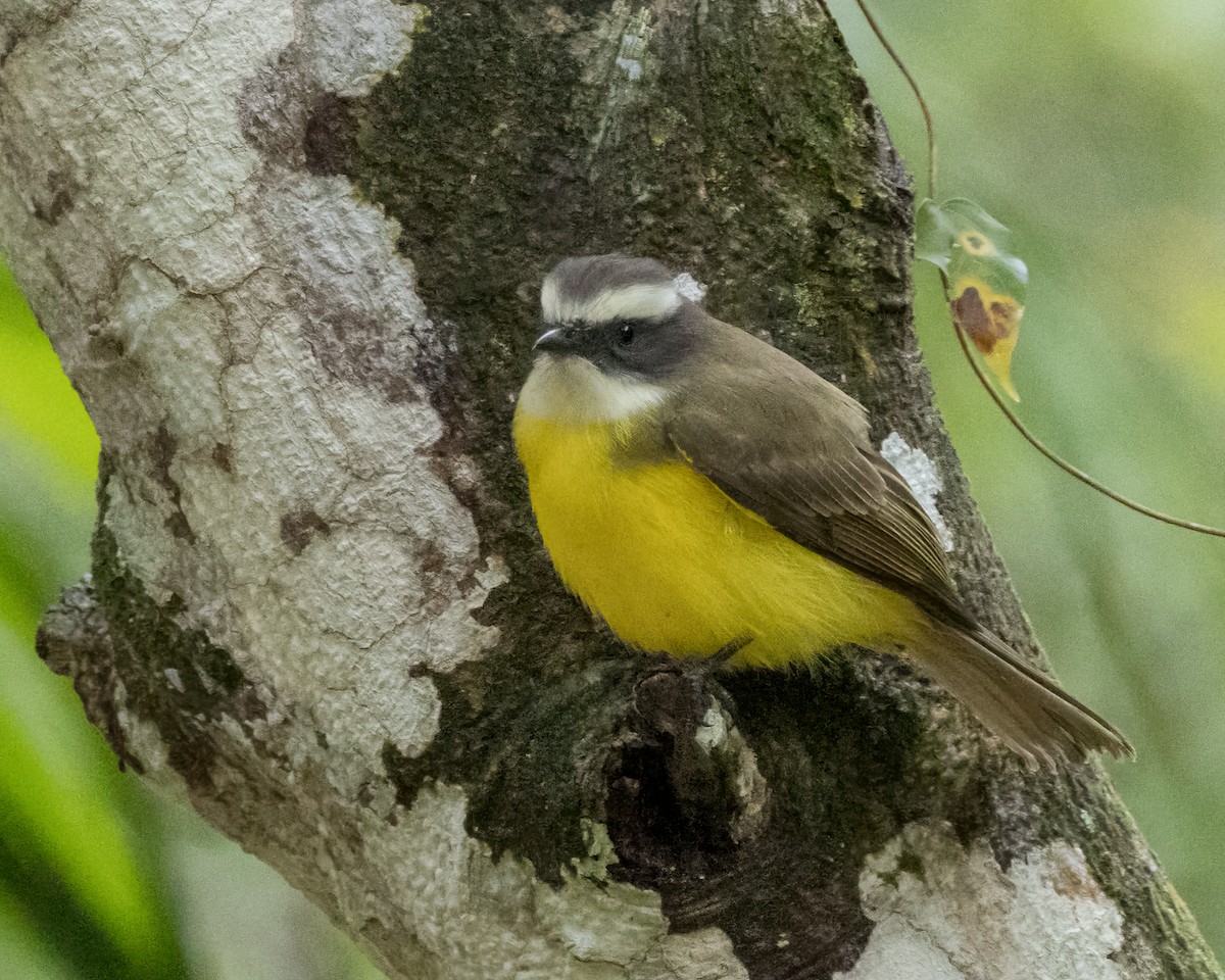 Social Flycatcher - ML628080791