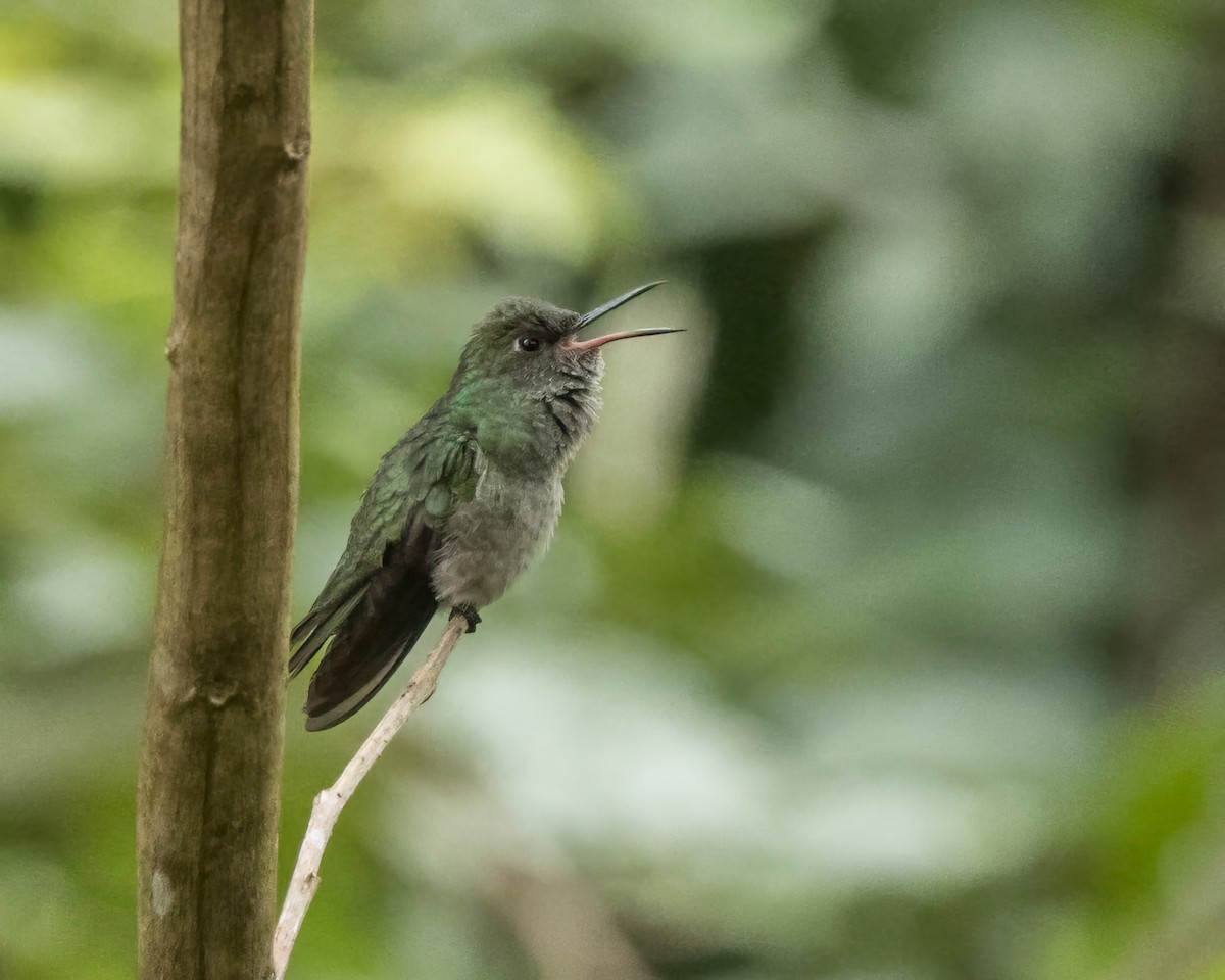 skjellbrystkolibri - ML628080825