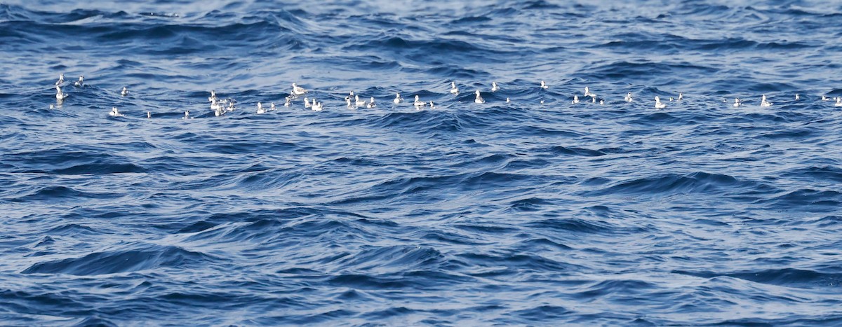Red-necked Phalarope - ML628080893