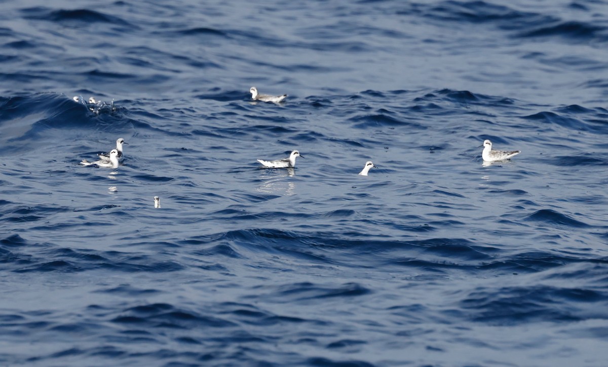 Red-necked Phalarope - ML628080895