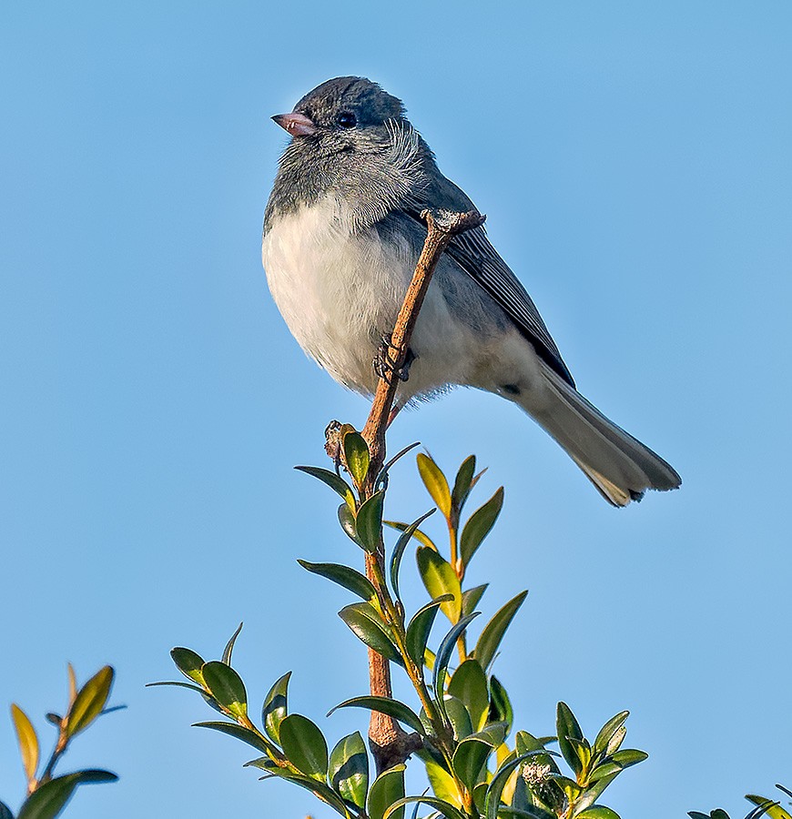 Dark-eyed Junco - ML628080925