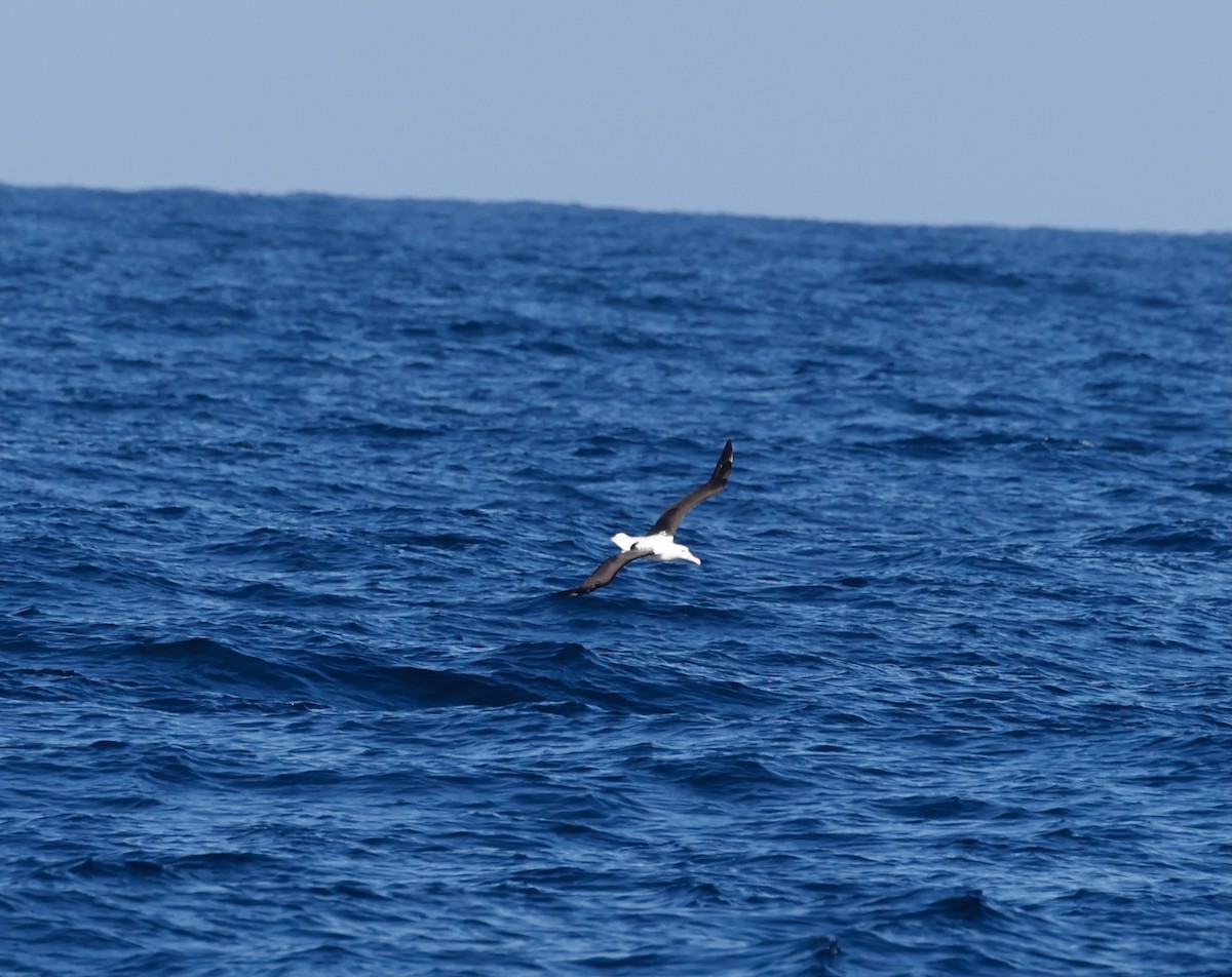 Northern Royal Albatross - ML628080927