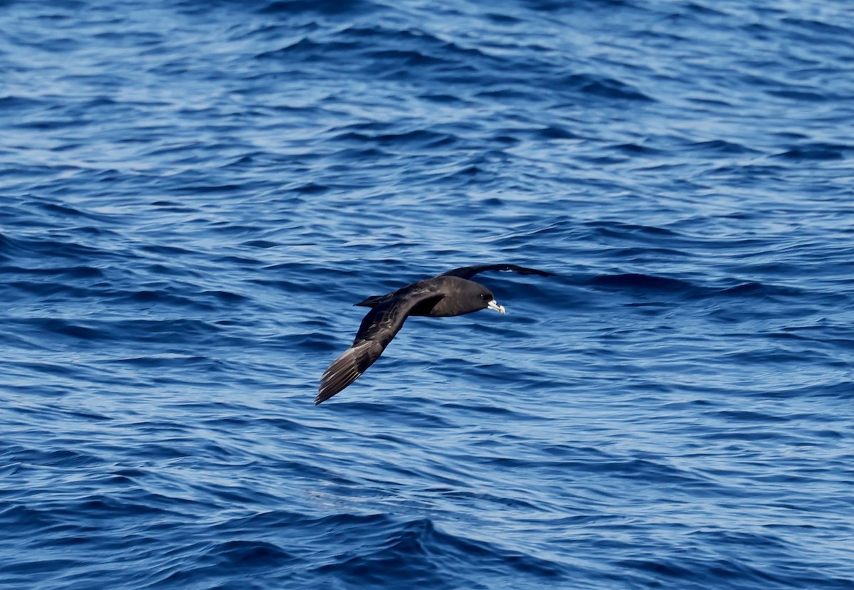 White-chinned Petrel - ML628080957