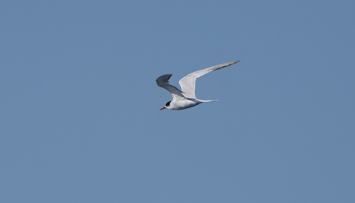 South American Tern - ML628080967