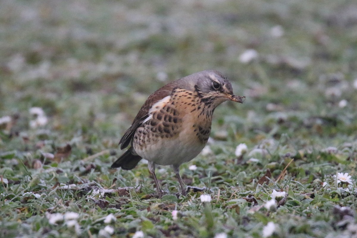 Fieldfare - ML628081036