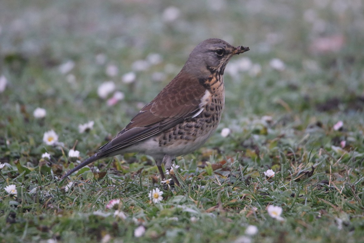 Fieldfare - ML628081037
