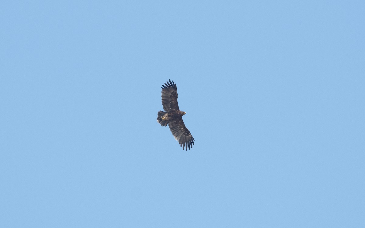 Greater Spotted Eagle - ML628081038