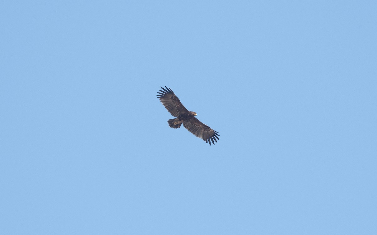 Greater Spotted Eagle - ML628081039