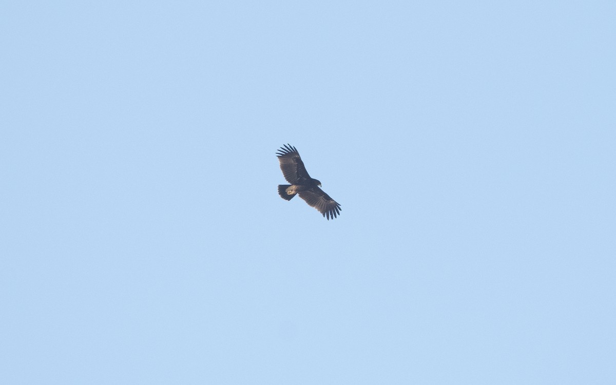 Greater Spotted Eagle - ML628081040
