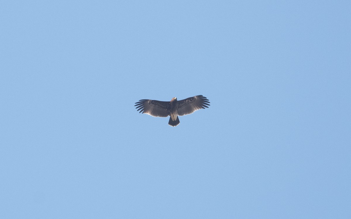 Greater Spotted Eagle - ML628081041