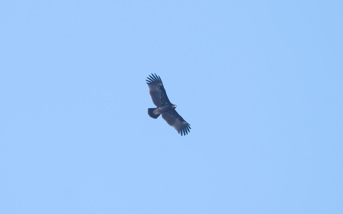 Greater Spotted Eagle - ML628081042
