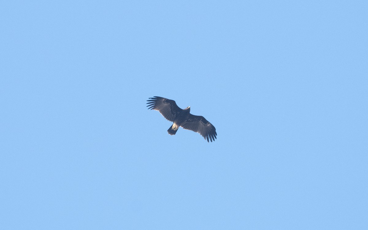 Greater Spotted Eagle - ML628081043