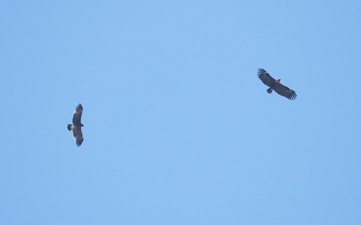 Greater Spotted Eagle - ML628081046