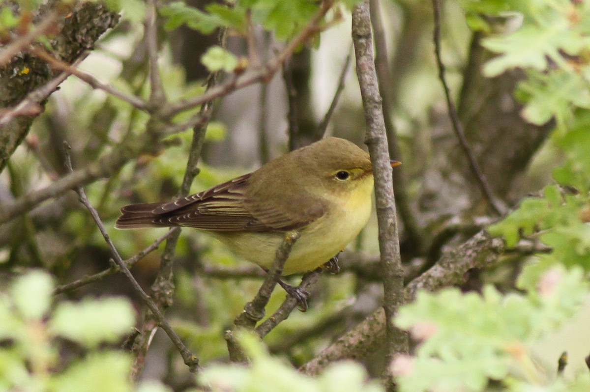 Icterine Warbler - ML628081069