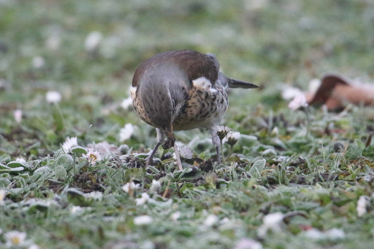 Fieldfare - ML628081095
