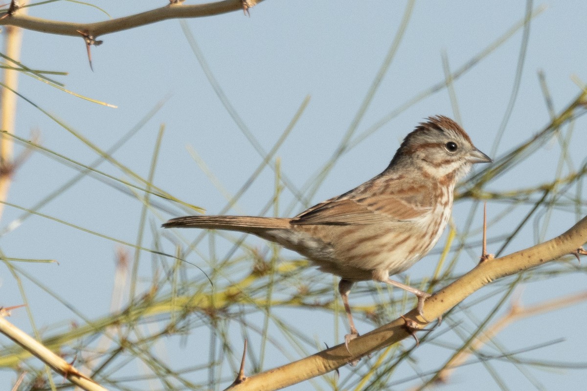 Song Sparrow - ML628081115