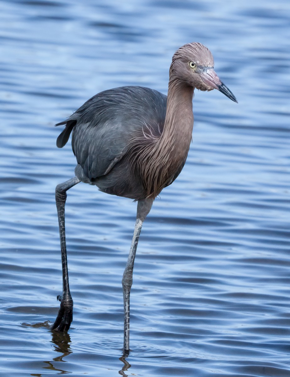 Reddish Egret - ML628081116