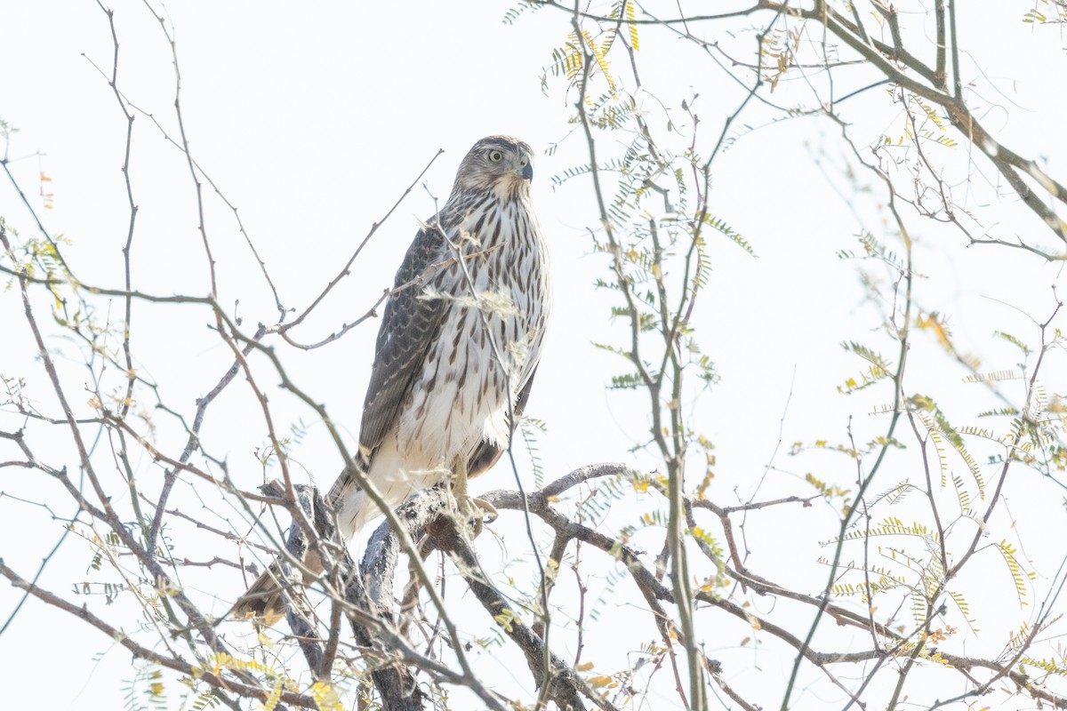 Cooper's Hawk - ML628081129