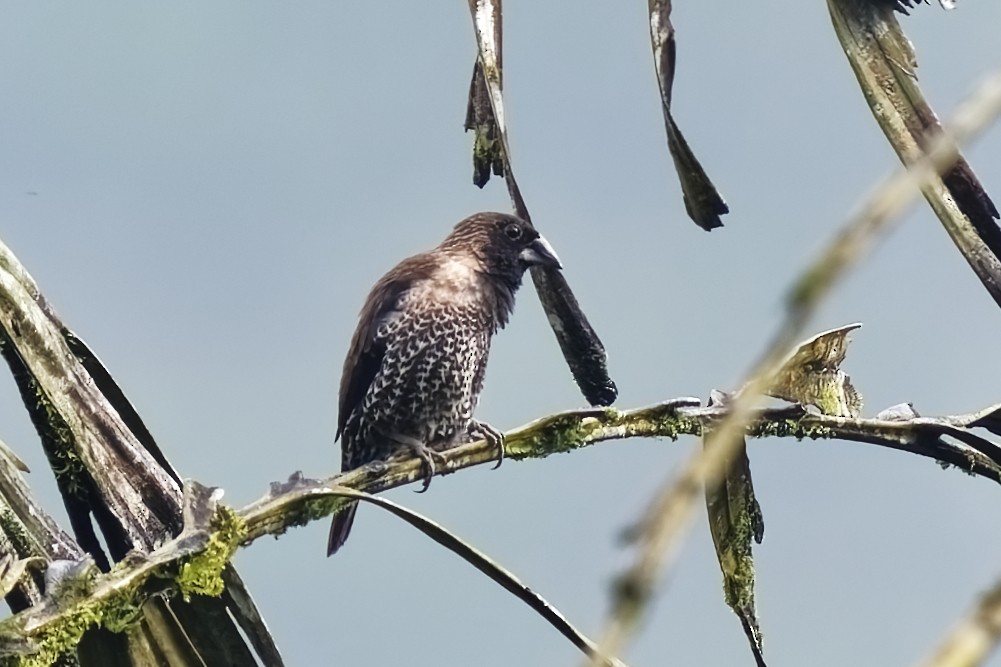 Black-throated Munia - ML628081134