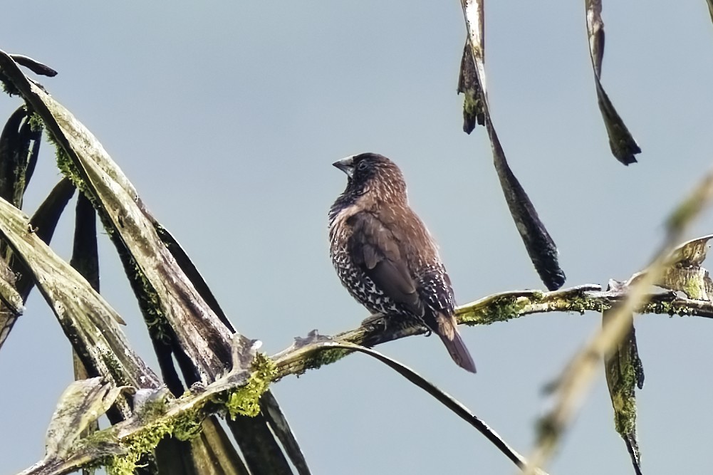 Black-throated Munia - ML628081136