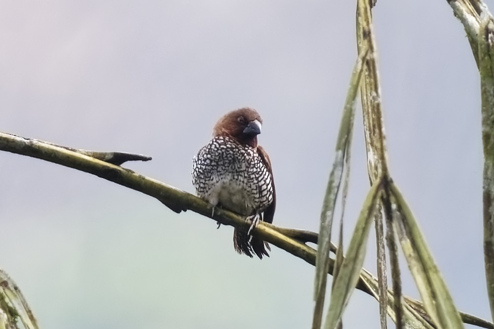 Black-throated Munia - ML628081139